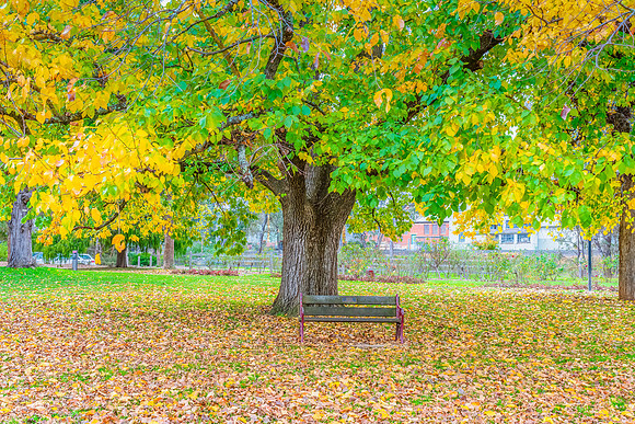 Castlemaine Botanical Gardens in late Autumn