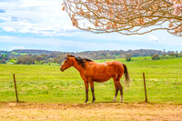 On the Farm: Horses in the paddock
