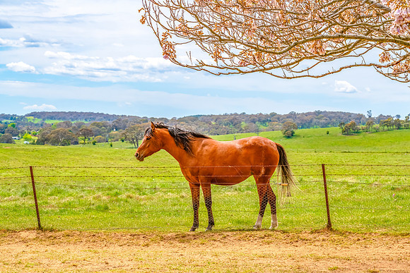 On the Farm: Horses in the paddock