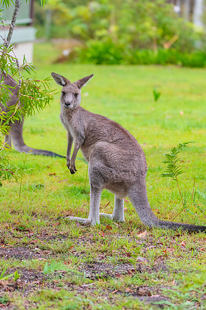 Eastern Grey Kangaroo