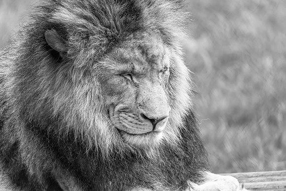 African Lion ready for a nap in monochrome