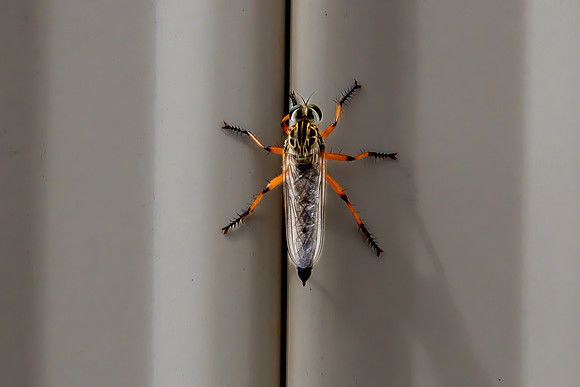 Robber Fly on the fence