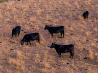 Aerial Winter Rural Sunset with Cows