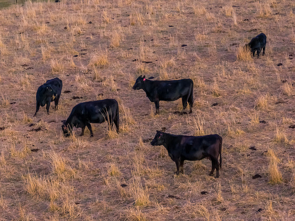 Aerial Winter Rural Sunset with Cows