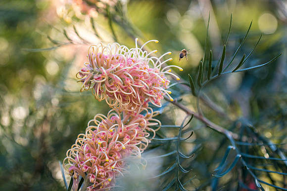 Springtime - Pink Grevillea in flower