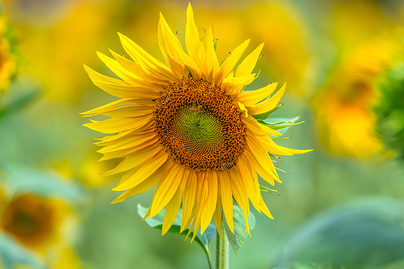 Stunning Summer Sunflowers and Honey Bees