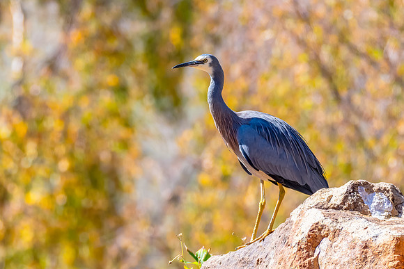White-faced Heron enjoying the beauty and Autumn bounty at Mayfi