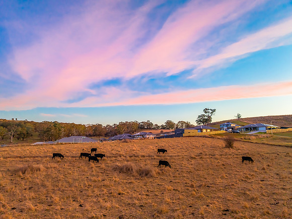 Aerial Winter Rural Sunset with Cows