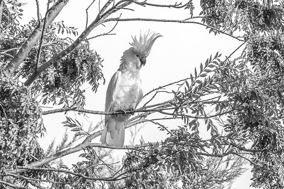 Sulphur-crested cockatoo in a tree