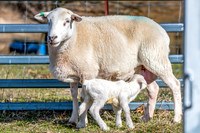 Sheep on the farm - 1 day old Australian White lamb and ewe