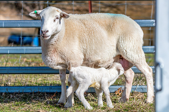 Sheep on the farm - 1 day old Australian White lamb and ewe