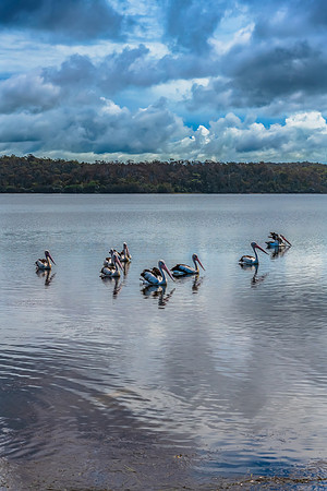 Pelicans after the rain at Wallaga Lake