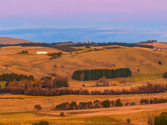 Aerial Winter Rural Sunset with Cows
