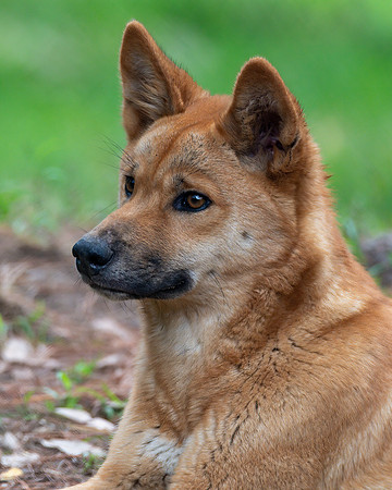 A young Australian male dingo