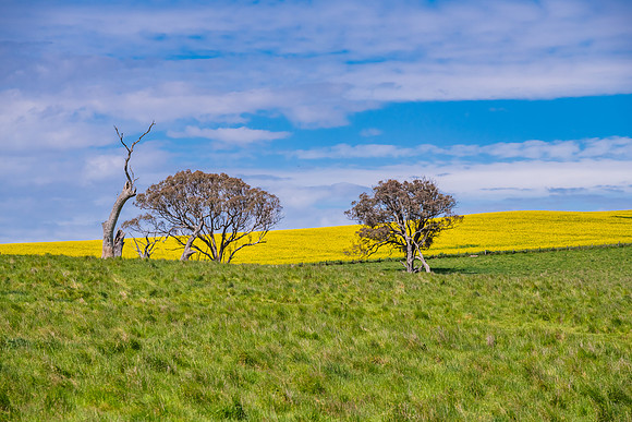 On the Farm: Rural countryside in the Springtime