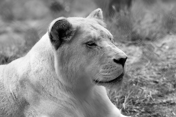White Lioness relaxing on the ground in monochrome