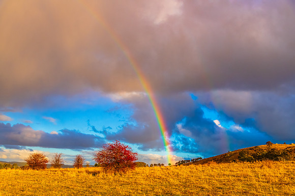 Rainbow and the Hawthorn Tree