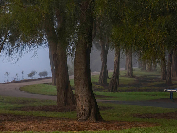 Foggy morning with trees at the waters edge