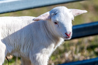 Sheep on the farm - 1 day old Australian White lamb and ewe