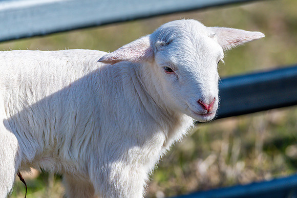 Sheep on the farm - 1 day old Australian White lamb and ewe