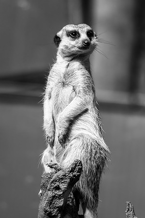 Meerkat on sentry duty