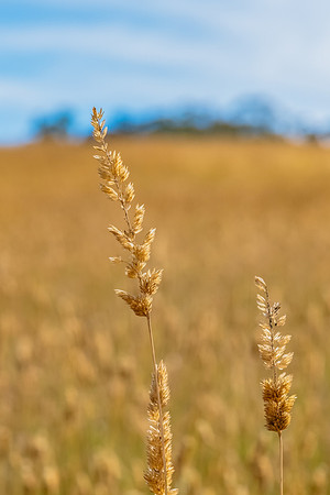 Grass seed heads