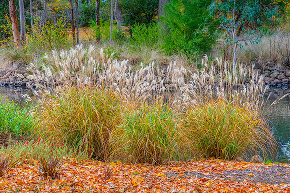 Castlemaine Botanical Gardens in late Autumn