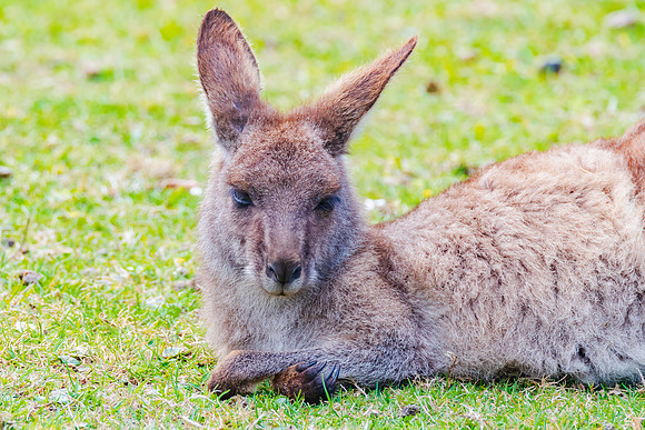 Eastern Grey Kangaoo - a young joey