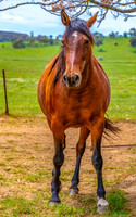 On the Farm: Horses in the paddock