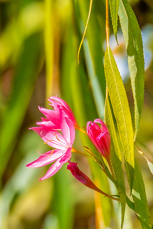 Autumn flora and fauna at Mayfield Garden