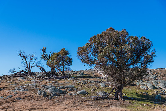 Granite rock and trees, dry Winter landscape