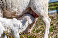 Sheep on the farm - 1 day old Australian White lamb and ewe