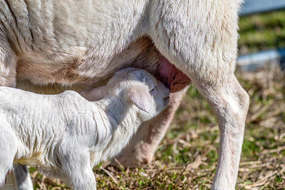 Sheep on the farm - 1 day old Australian White lamb and ewe