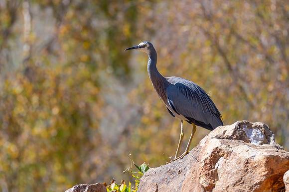 White-faced Heron enjoying the beauty and Autumn bounty at Mayfi