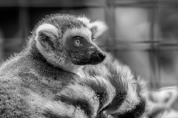Ring-tailed Lemur in black and white