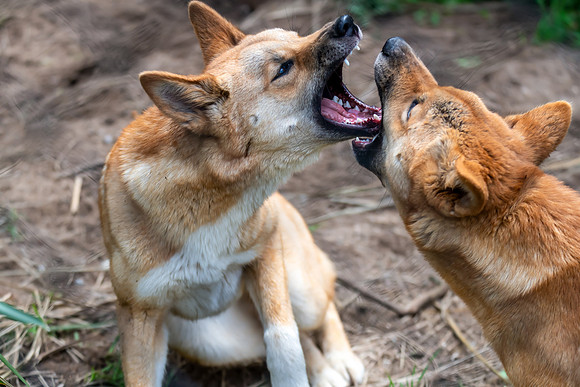 Young male dingoes at play