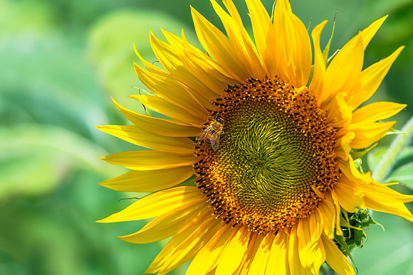 Stunning Summer Sunflowers and Honey Bee