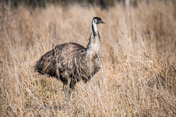 A wild Emu in a paddock with long dry grass