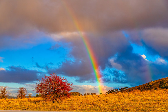 Rainbow and the Hawthorn Tree