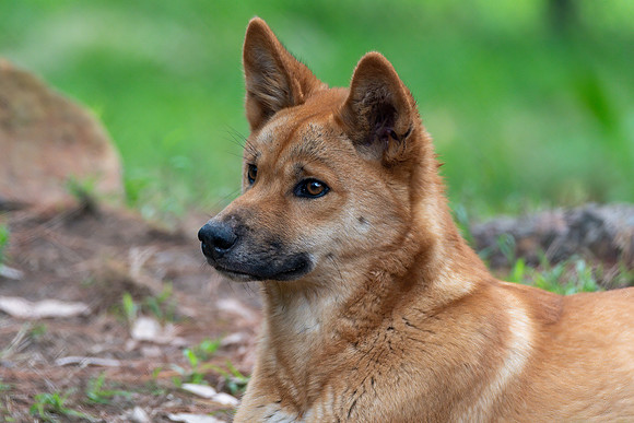 A young Australian male dingo