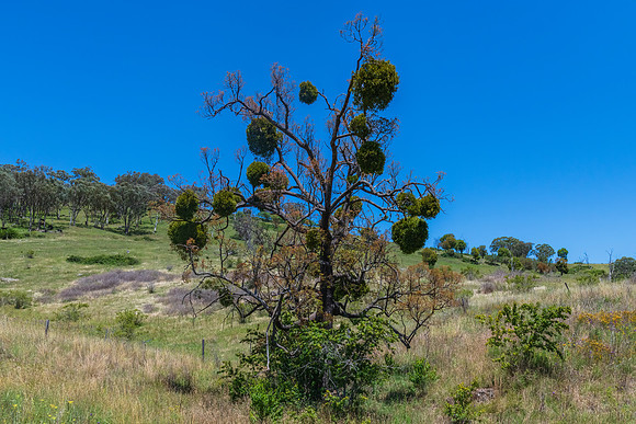 Rural scenery between Cudgegong and Mudgee on a road trip enjoyi