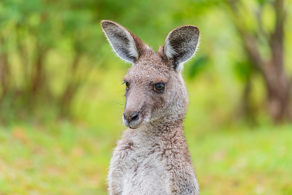 Eastern Grey Kangaroo