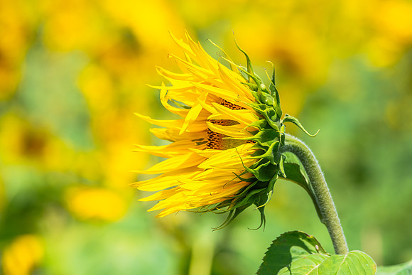 Stunning Summer Sunflowers and Honey Bees