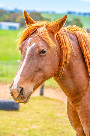 On the Farm: Horses in the paddock