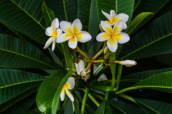 Frangipani flowers on the tree
