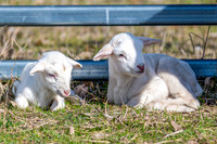 Sheep on the farm - 1 day old Australian White lambs