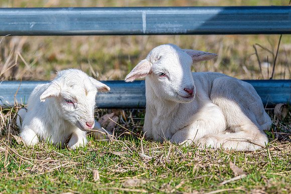 Sheep on the farm - 1 day old Australian White lambs