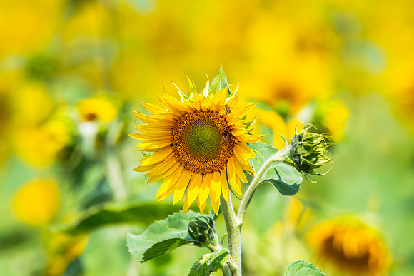 Stunning Summer Sunflowers and Honey Bees