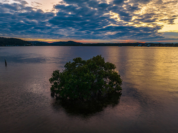 Sunrise over the bay with cloud cover moving in and tree in the