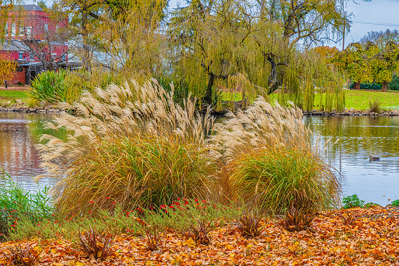 Castlemaine Botanical Gardens in late Autumn